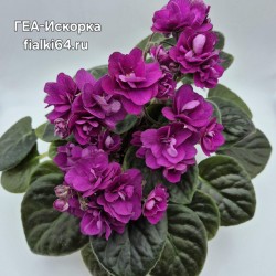 ГЕА-Искорка